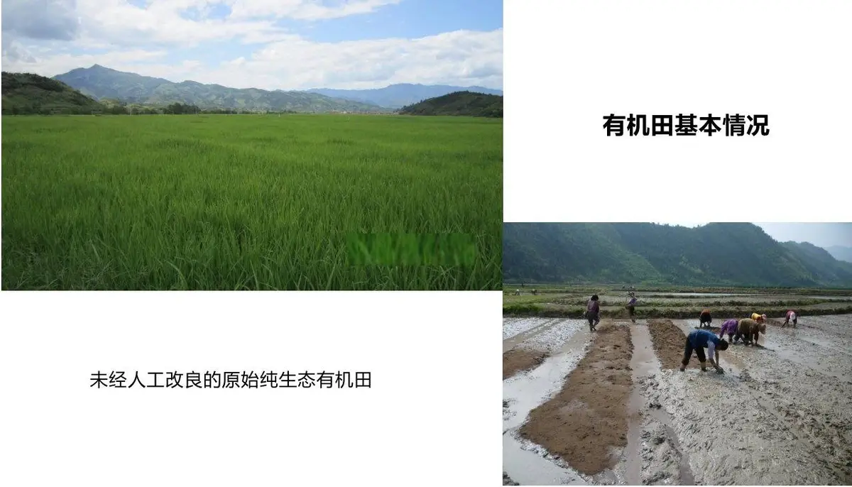 康华有机米产品品牌策划方案PPT模板 - 第5页