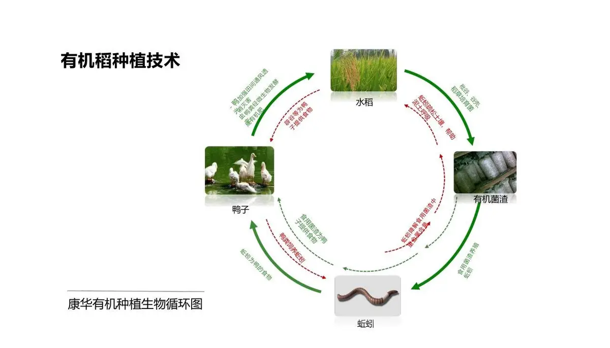 康华有机米产品品牌策划方案PPT模板 - 第7页