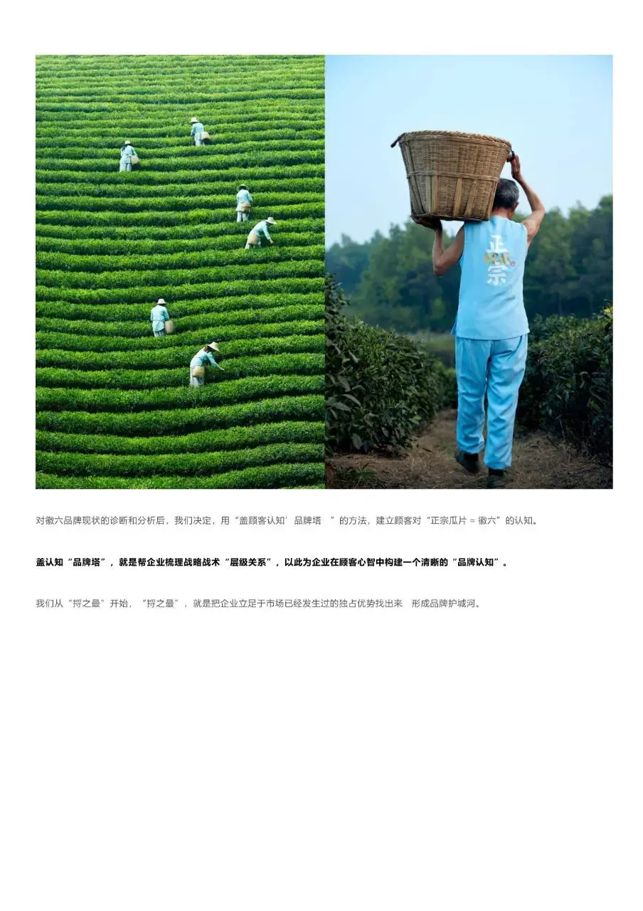 徽六瓜片百年老字号品牌激活升级品牌策划方案PPT模板 - 第6页